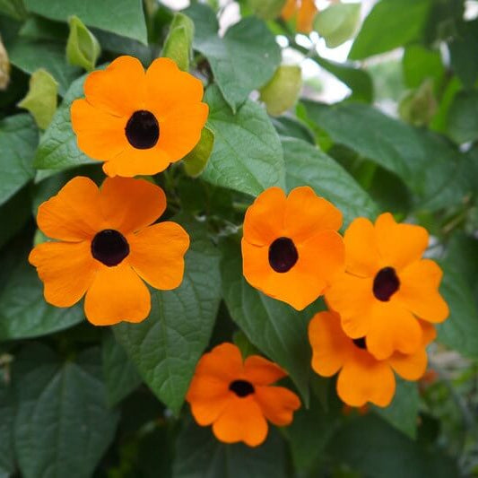 Orange Clock Vine Seeds