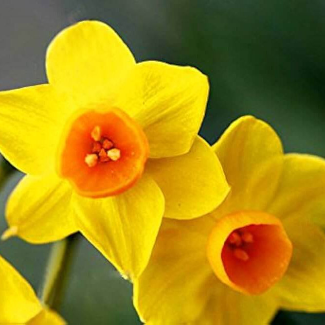Orange Dark Yellow Daffodil Seeds