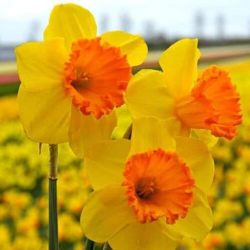Orange Dark Yellow Daffodil Seeds