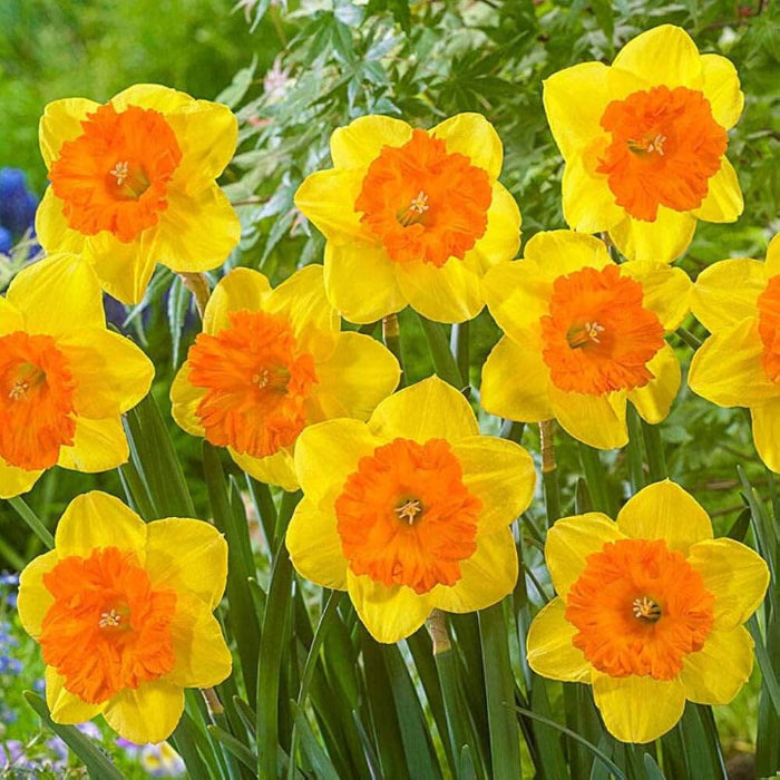 Orange Dark Yellow Daffodil Seeds