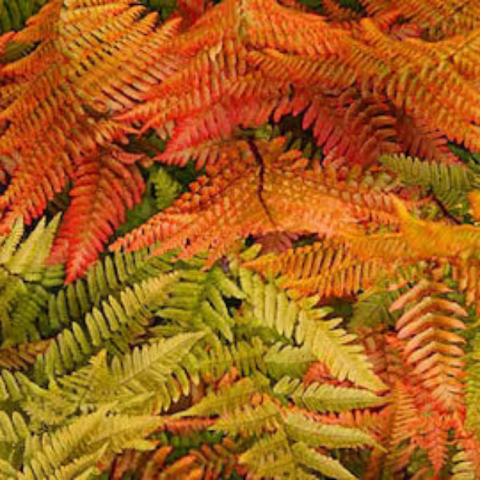 Orange Fern Seeds 