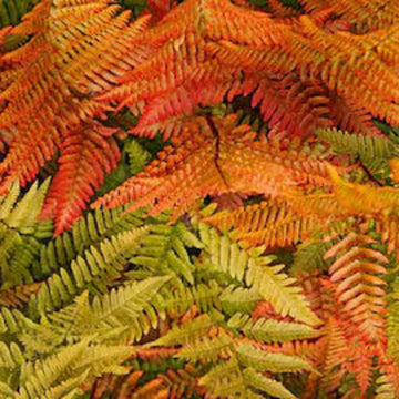 Orange Fern Seeds 