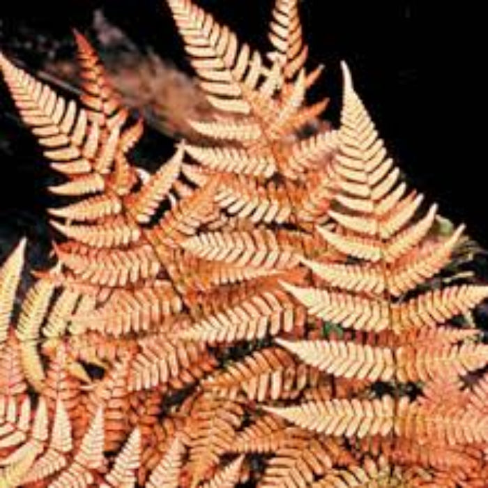 Orange Fern Seeds 
