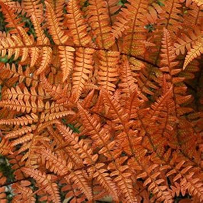 Orange Fern Seeds 