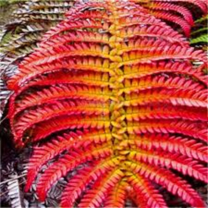 Orange Fern Seeds 