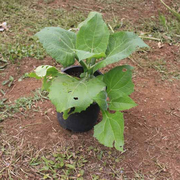 Orange Flesh Yacon Seeds - Vegetable Plant