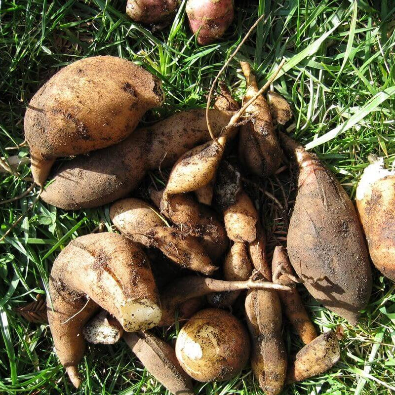 Orange Flesh Yacon Seeds - Vegetable Plant