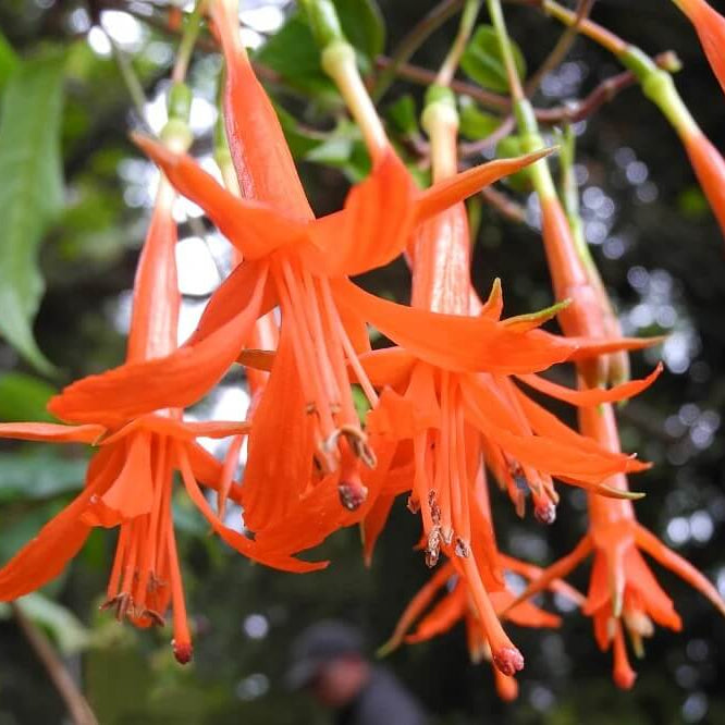Orange Fuchsia Seeds 