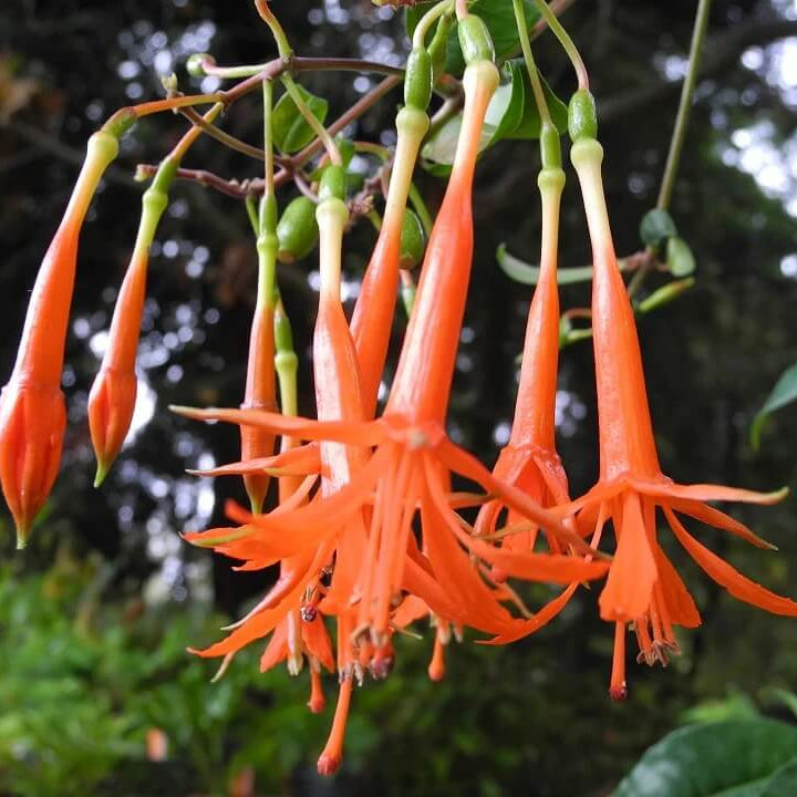Orange Fuchsia Seeds 