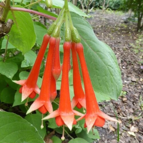 Orange Fuchsia Seeds 