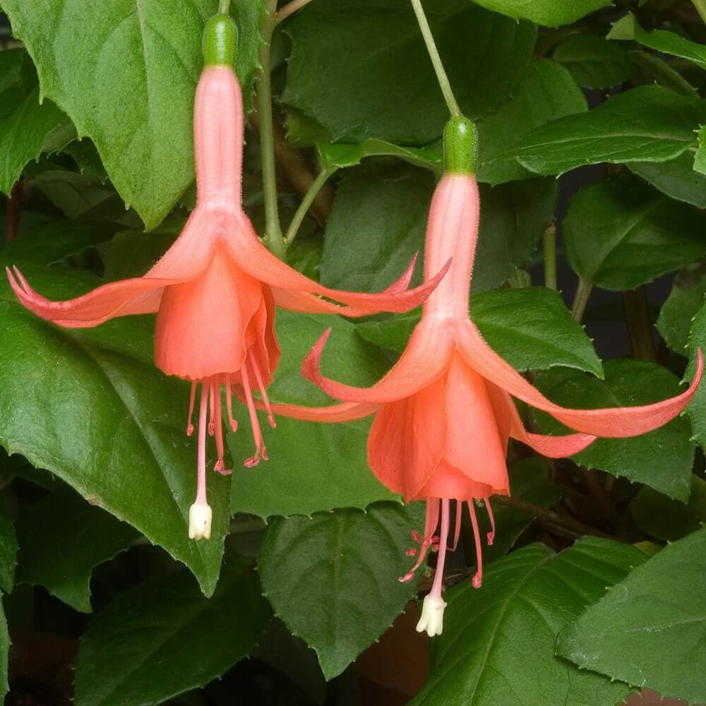 Orange Fuchsia Seeds 