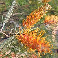 Orange Green Pineapple Seeds 