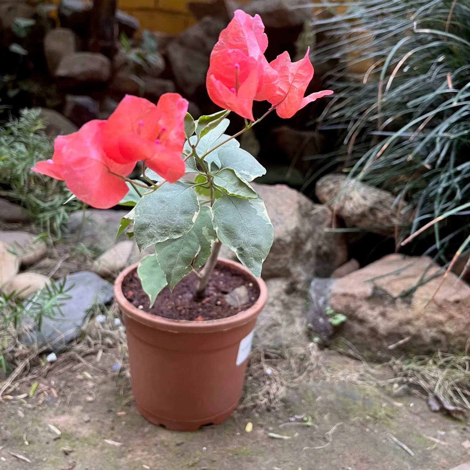 Orange Ice Bougainvillea Seeds - Flower Plant