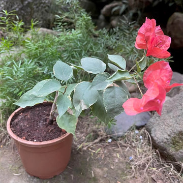 Orange Ice Bougainvillea Seeds - Flower Plant
