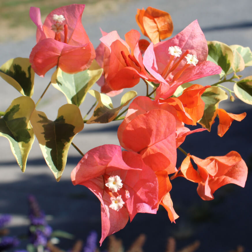 Orange Ice Bougainvillea Seeds - Flower Plant