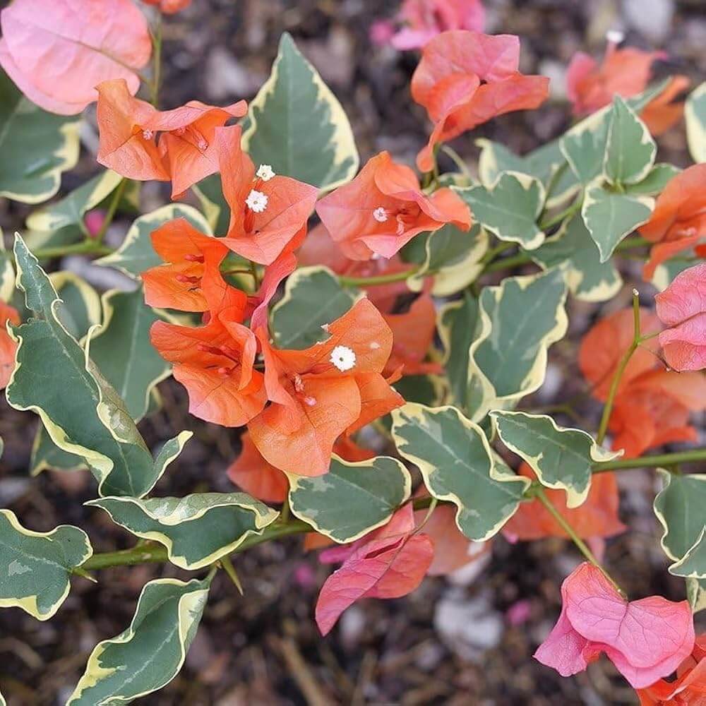 Orange Ice Bougainvillea Seeds - Flower Plant
