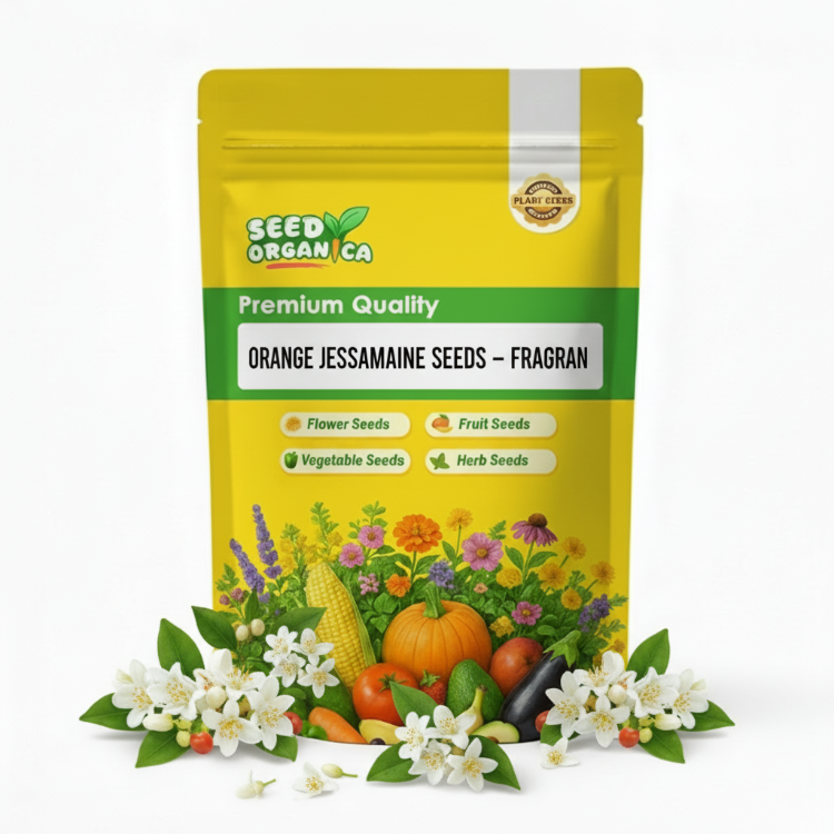Orange Jessamine Seeds – Fragran