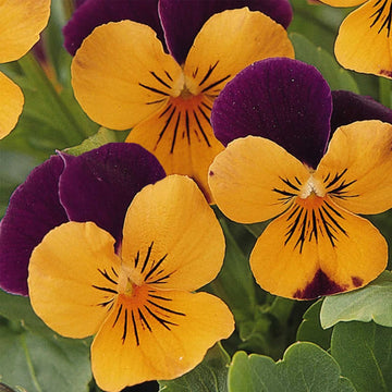 Orange Johnny Jump Up Seeds