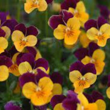 Orange Johnny Jump Up Seeds