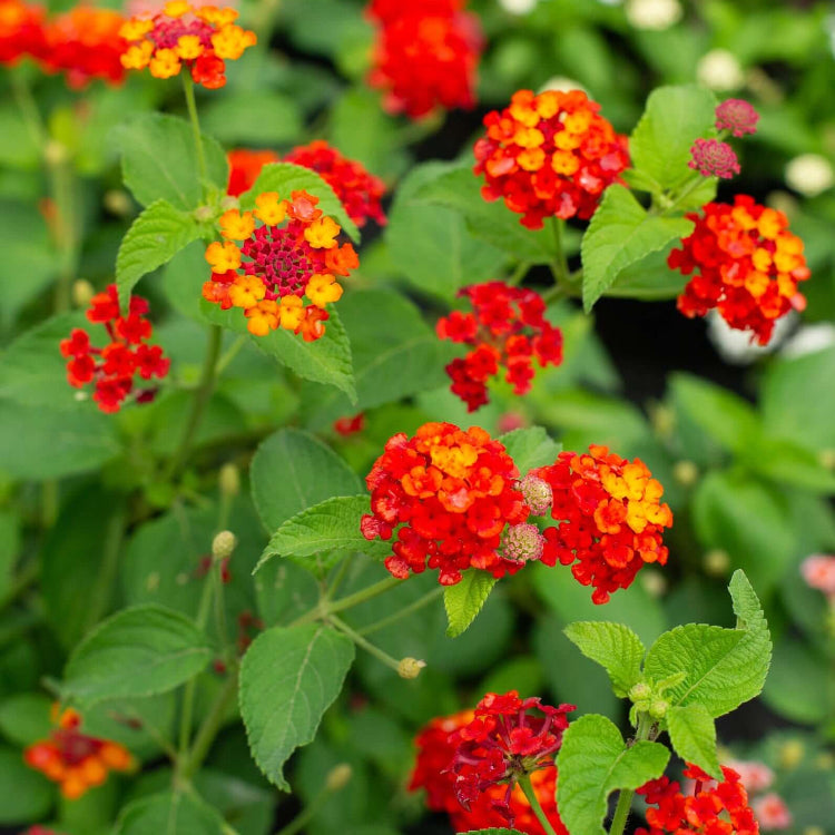 Orange Lantana Seeds - Flower Plant