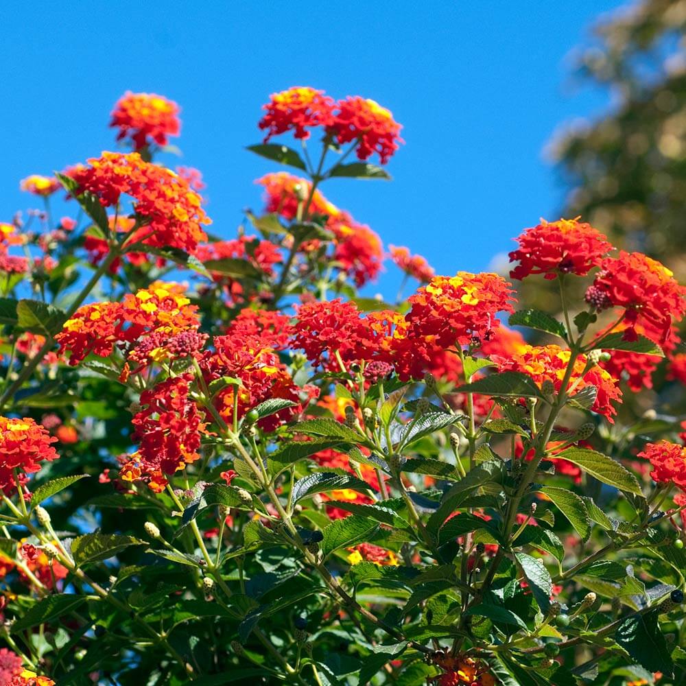 Orange Lantana Seeds - Flower Plant