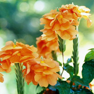 Orange Marmalade Crossandra Seeds - Flower Plant