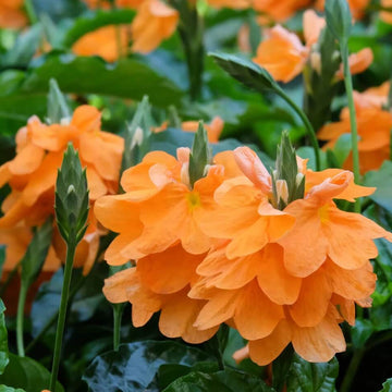 Orange Marmalade Crossandra Seeds - Flower Plant