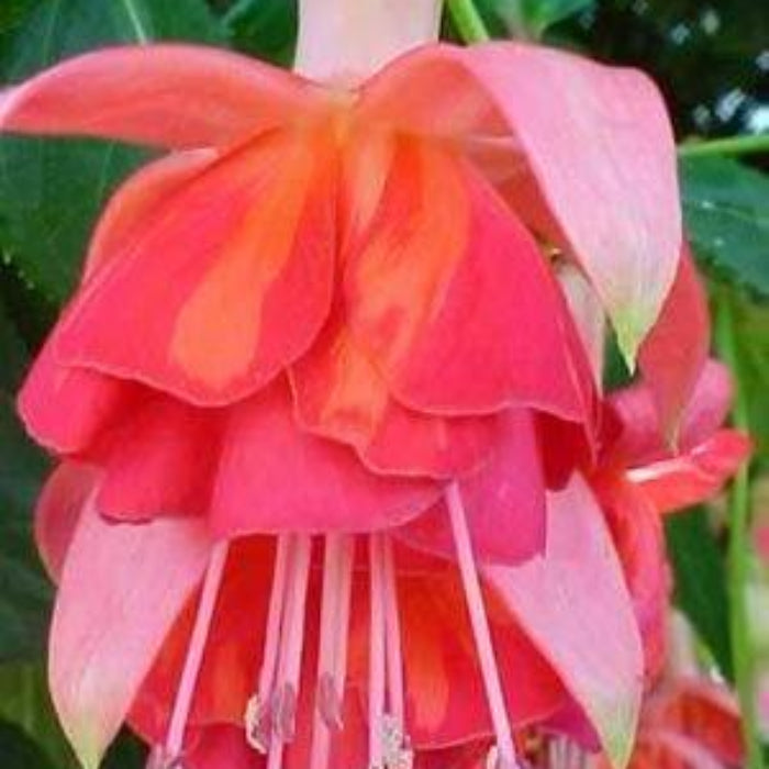 Orange Mix Fuchsia Seeds