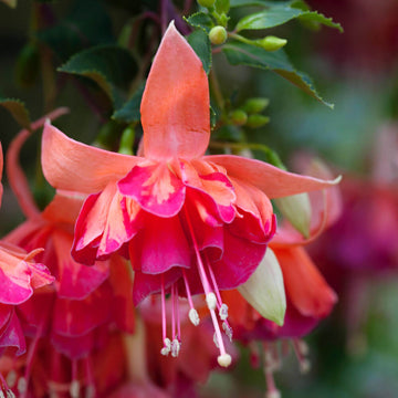 Orange Mix Fuchsia Seeds