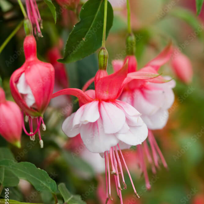 Orange Mix Fuchsia Seeds