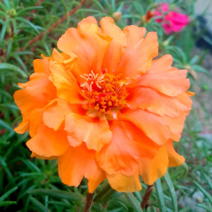 Orange Moss Rose Seeds