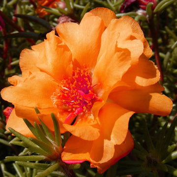 Orange Moss Rose Seeds