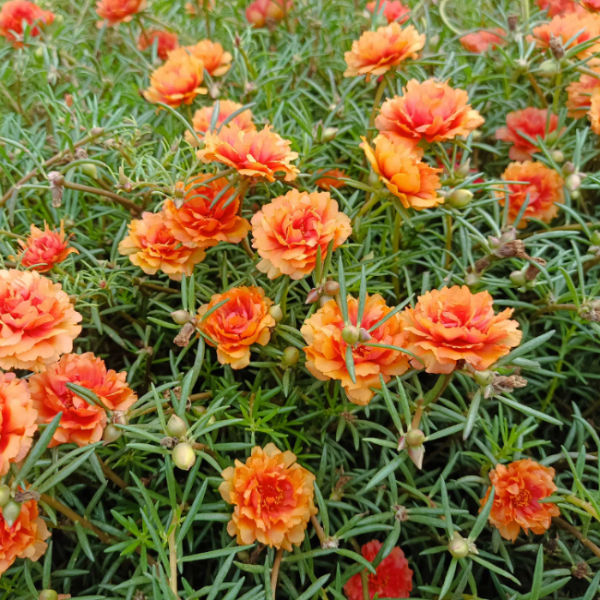 Orange Moss Rose Seeds