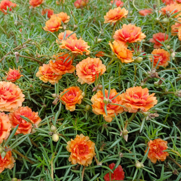 Orange Moss Rose Seeds