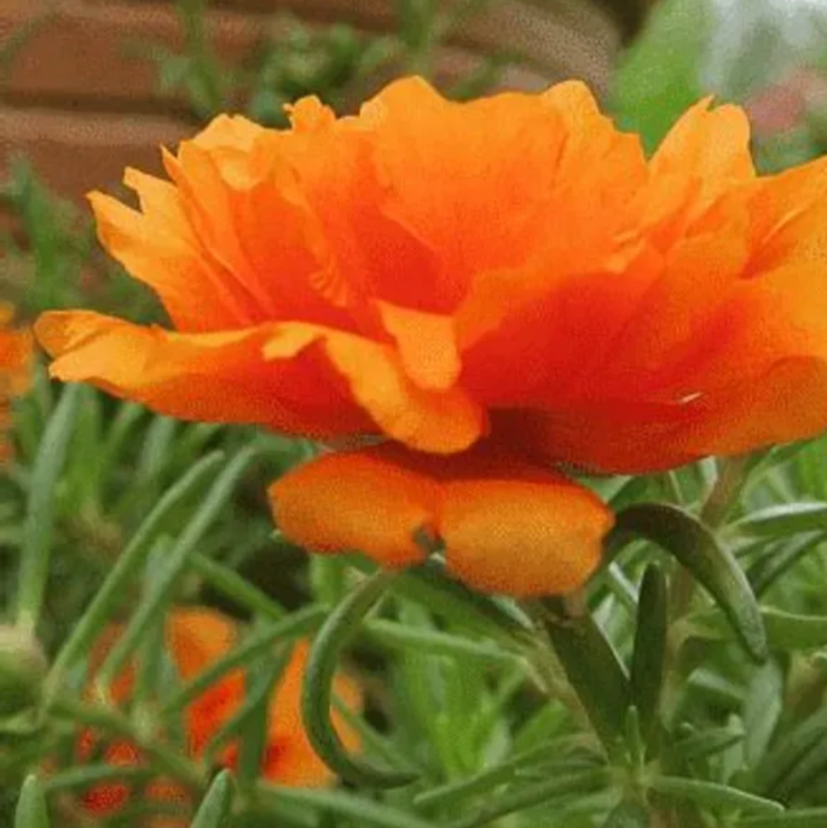 Orange Moss Rose Seeds