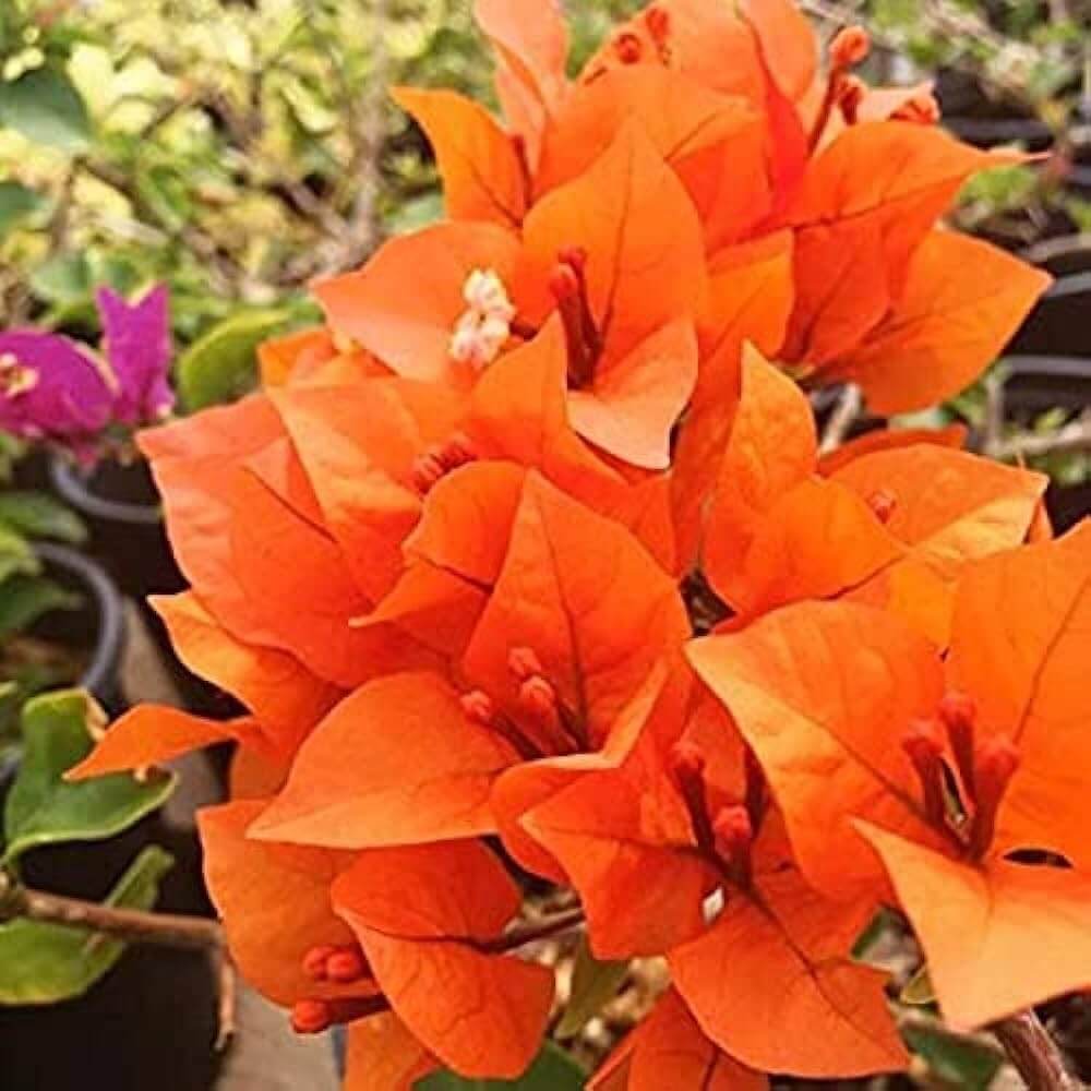 Orange Pink Heirloom Wildflower Bougainvillea Seeds