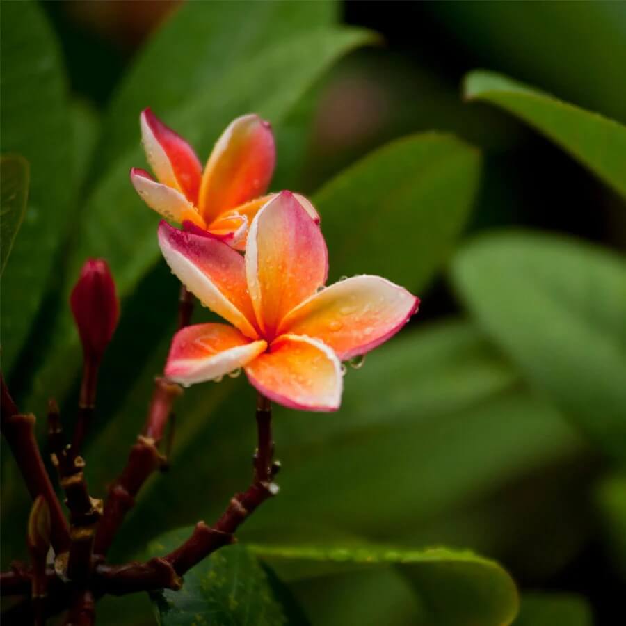 Orange Plumeria Seeds - Flower Plant