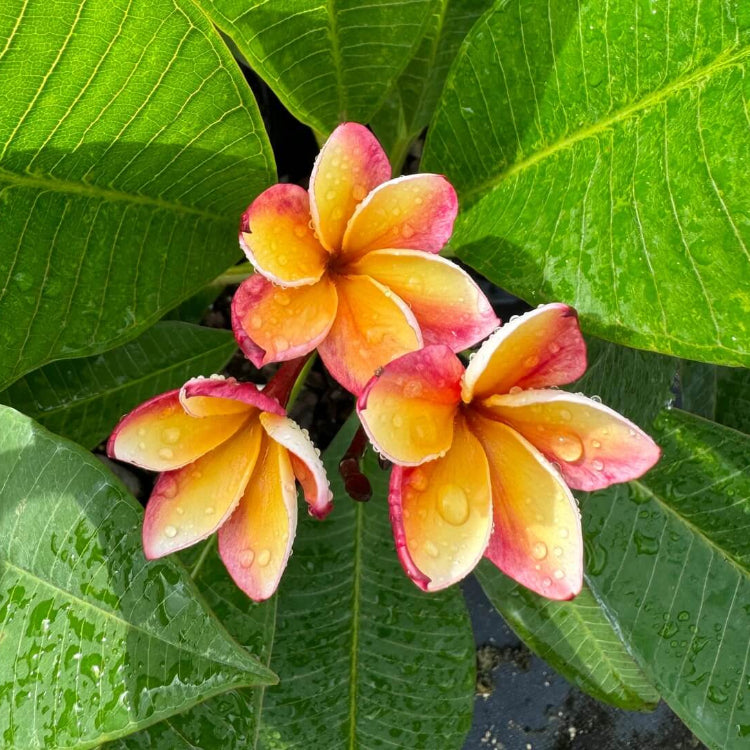 Orange Plumeria Seeds - Flower Plant