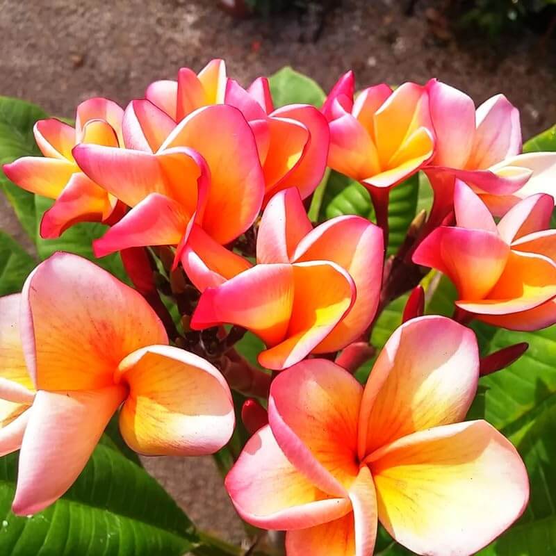 Orange Plumeria Seeds - Flower Plant