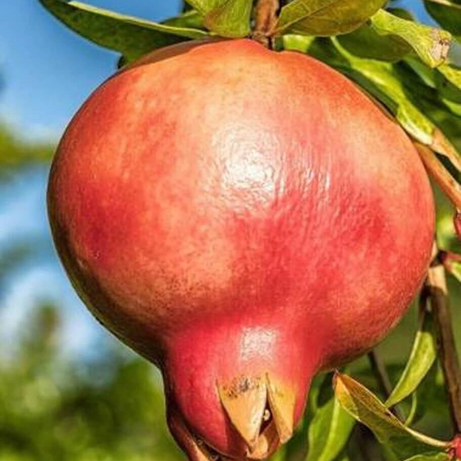 Orange Pomegranate Seeds