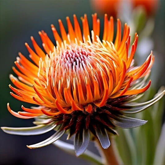 Orange Protea Seeds - Flower Plant