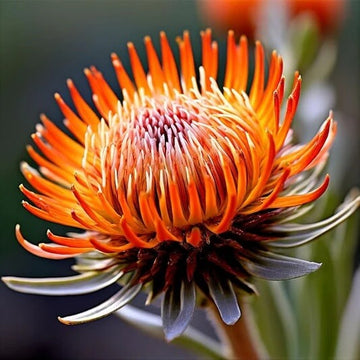 Orange Protea Seeds - Flower Plant