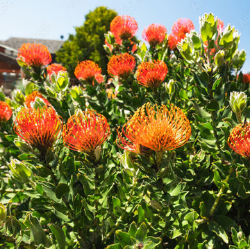 Orange Protea Seeds - Flower Plant