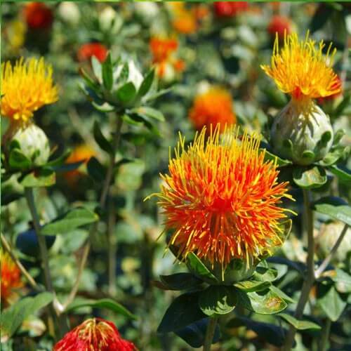 Orange Protea Seeds - Flower Plant