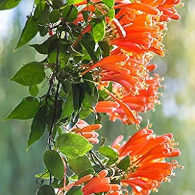 Orange Pyrostegia Venusta Seeds 
