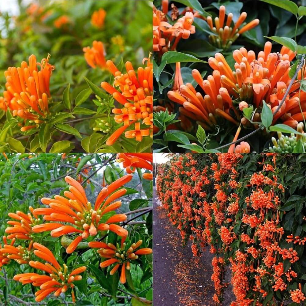 Orange Pyrostegia Venusta Seeds 