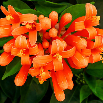 Orange Pyrostegia Venusta Seeds 