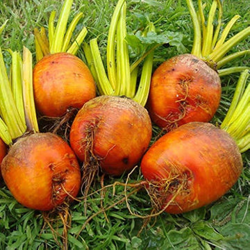 Orange Radish Seeds