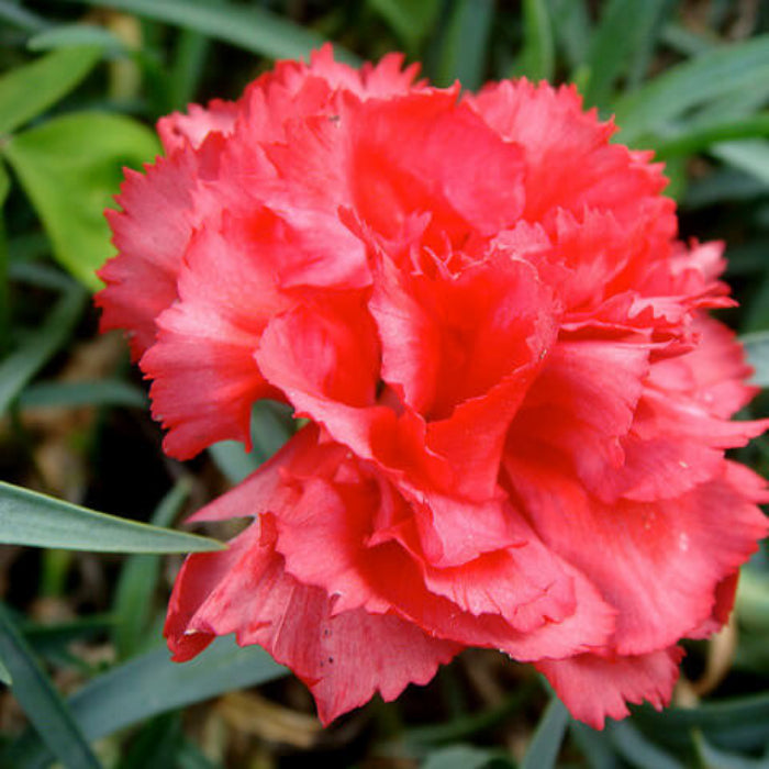Orange Red Carnation Seeds