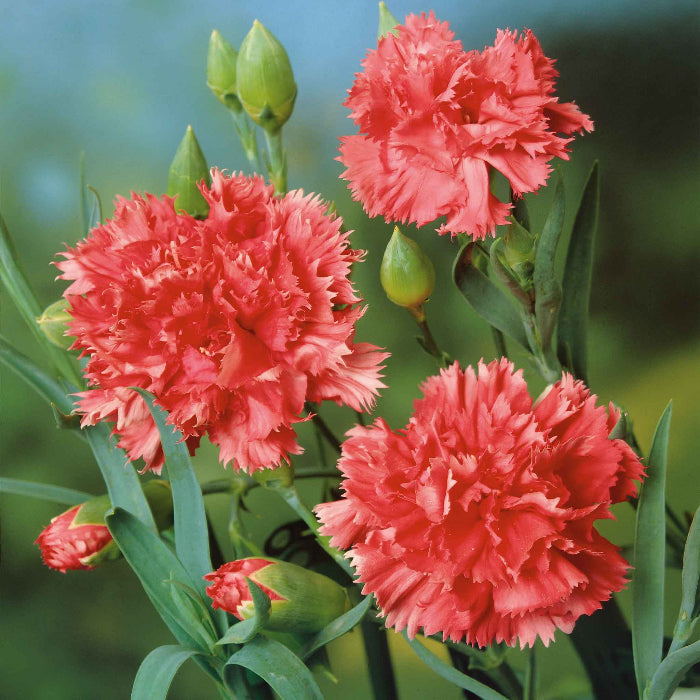 Orange Red Carnation Seeds